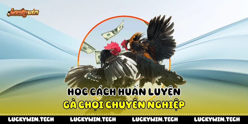 Học cách huấn luyện gà chọi chuyên nghiệp